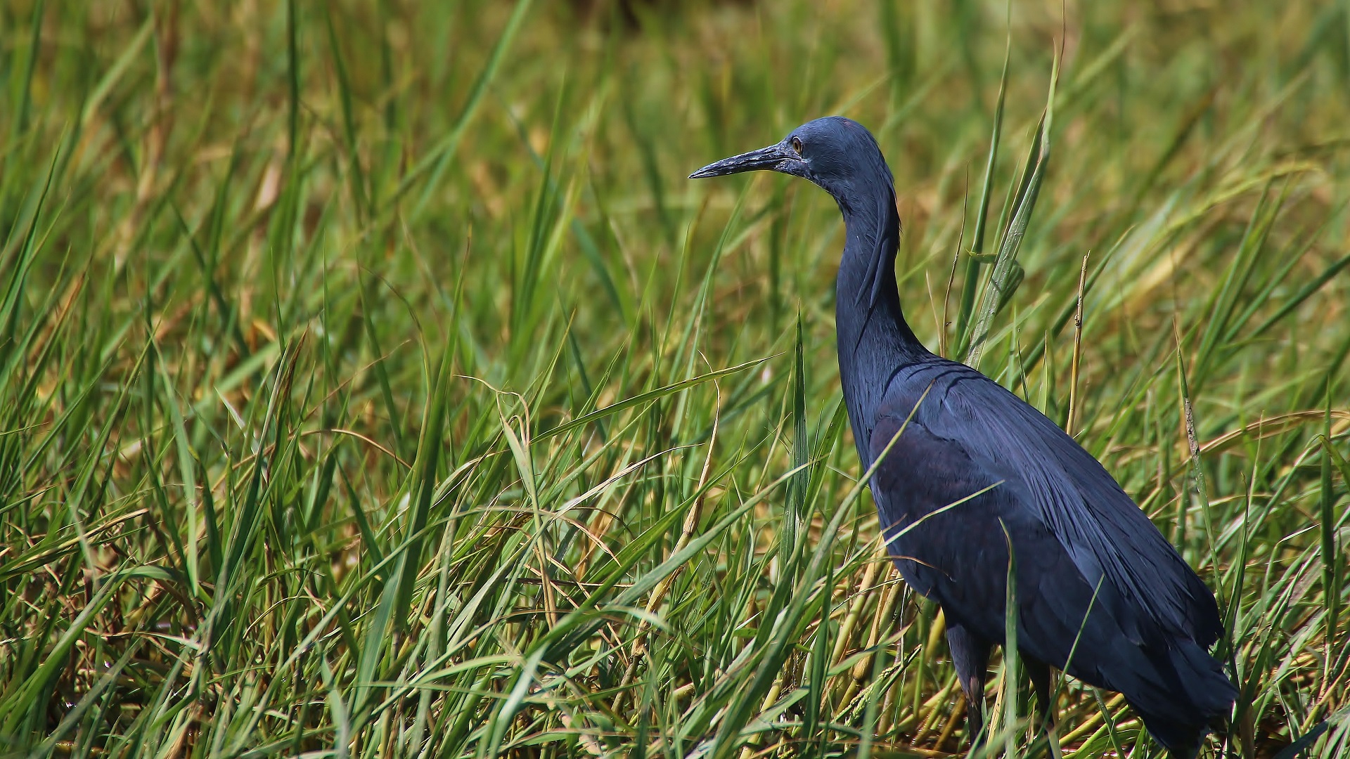 Black Heron